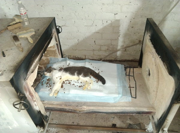 使用哪种安葬方式最为合适？(图3)
