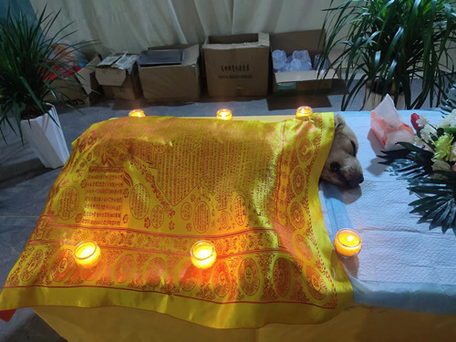 广州越秀哪里有火化猫咪的地方？(图3)