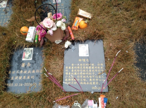遛狗途中没牵绳子被车撞死(图5)