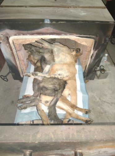 拦狗车救助后续——公益火化(图2)