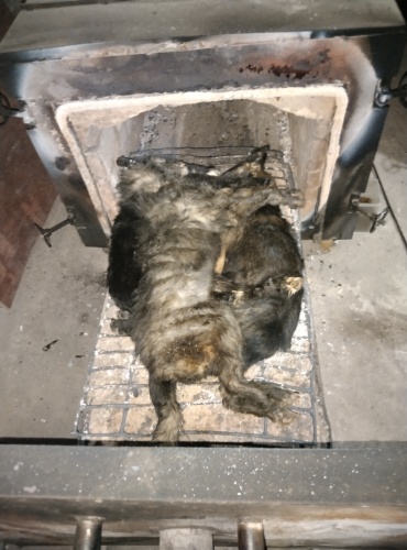 拦狗车救助后续——公益火化(图3)