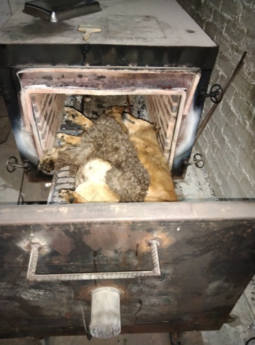 拦狗车救助后续——公益火化(图1)