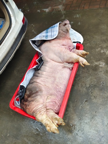 超大型宠物能用宠物火化炉烧吗？(图3)