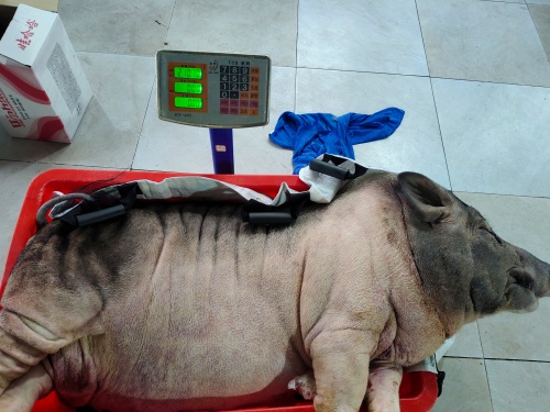 超大型宠物能用宠物火化炉烧吗？(图4)